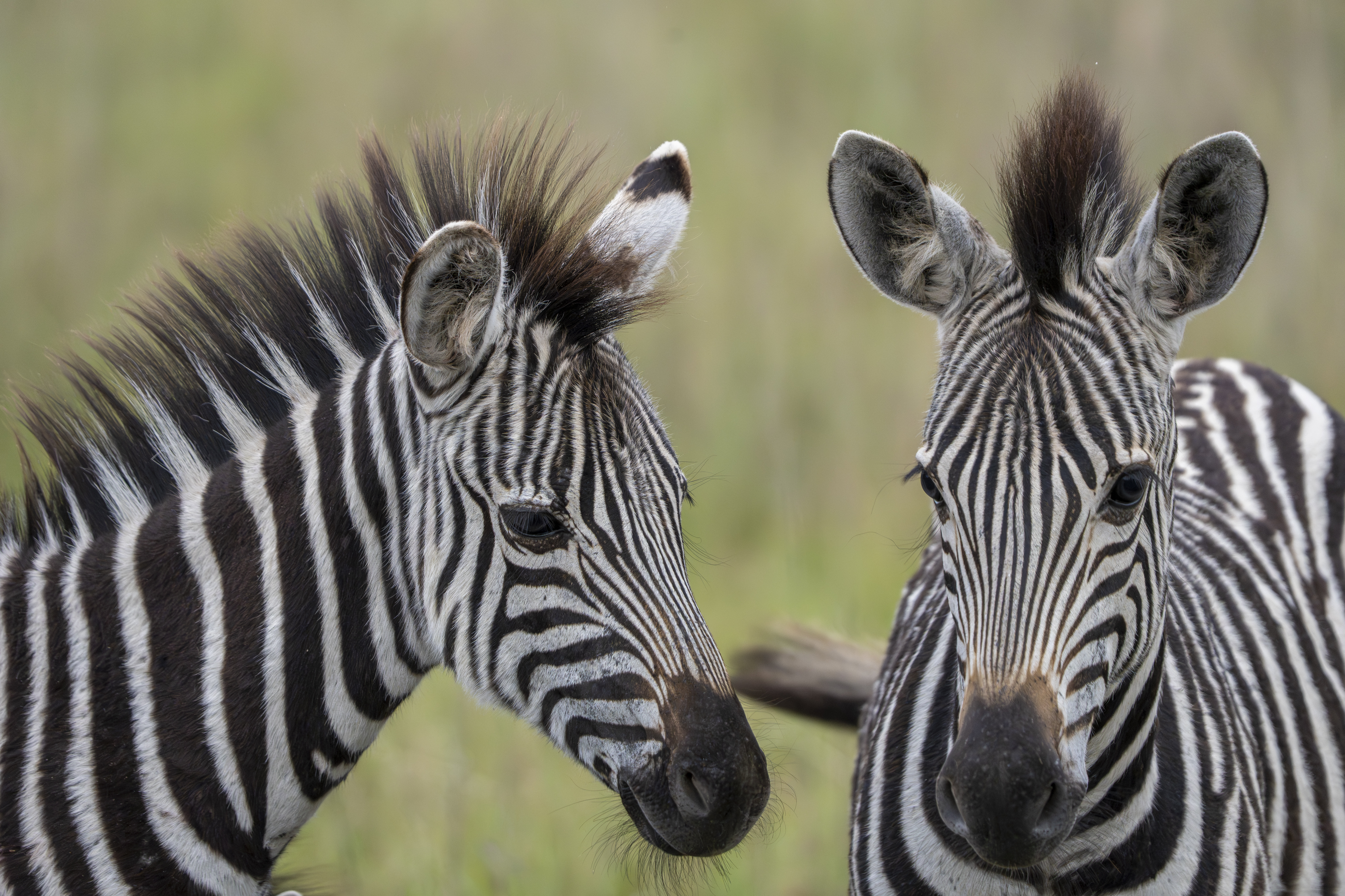 Wildlife foto 1